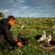 Shive films Laysan albatrosses (Phoebastria immutabilis) at Midway Atoll National Wildlife Refuge.
